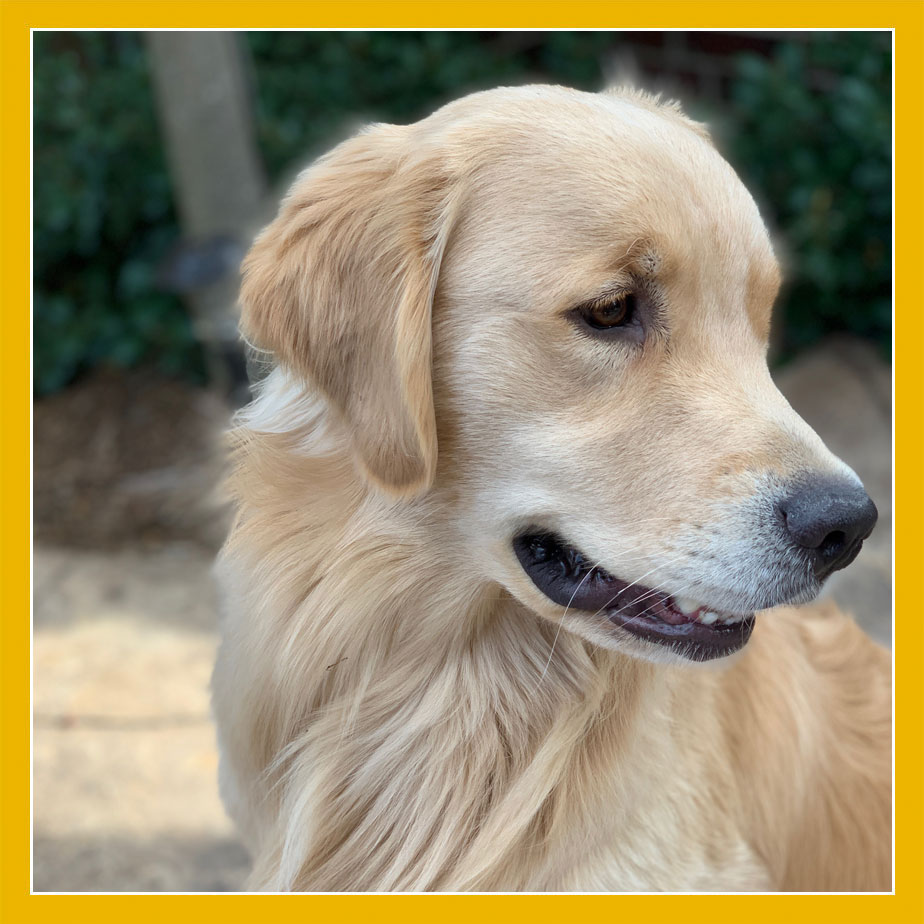 Maverick - Golden Retriever Breeder - Lazy Paws Kennels - Golden Puppies