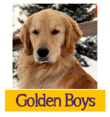Female Golden Retrievers - Canton Texas Dog Breeder