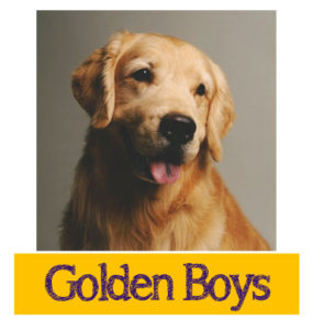 Male Golden Retrievers - Canton Texas Dog Breeder