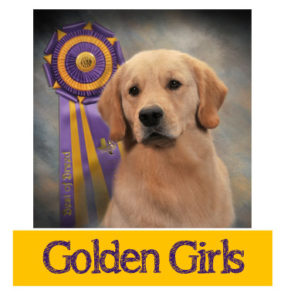 Female Golden Retrievers - Canton Texas Dog Breeder