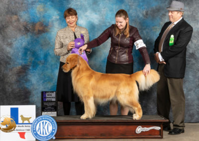Kringle-Confirmation - Golden Retriever Dog Breeder