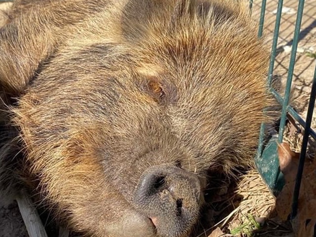 KuneKune Pigs / Hogs