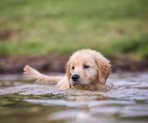 Drifter as a puppy swimming in the lake