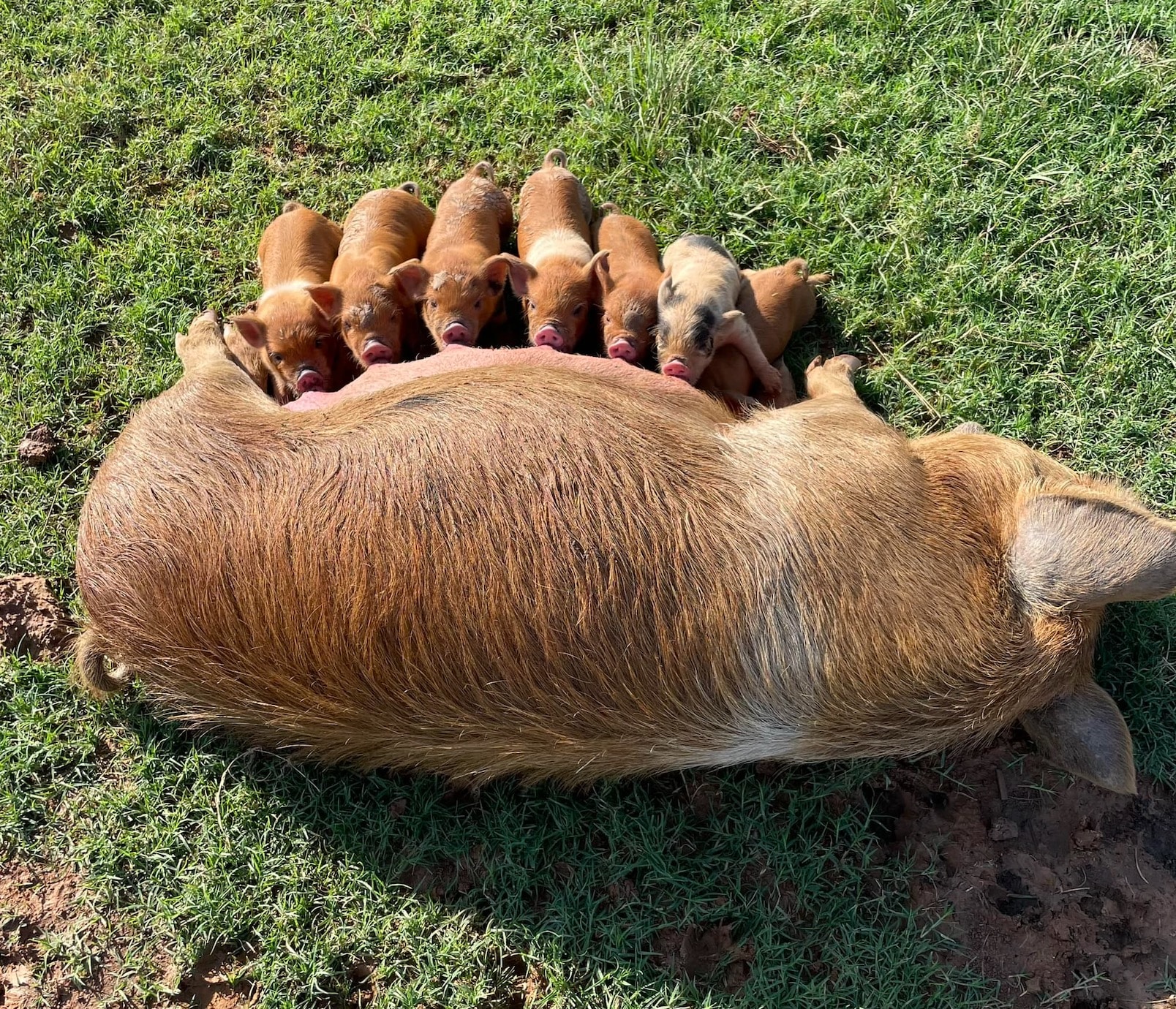 Piglets Lined Up