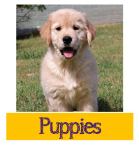 Golden Retriever Puppies - Pug Puppies