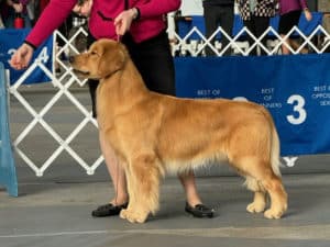 Strut Confirmation - Golden Retriever Stud Dog - East Texas