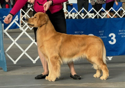 Strut Confirmation - Golden Retriever Stud Dog - East Texas